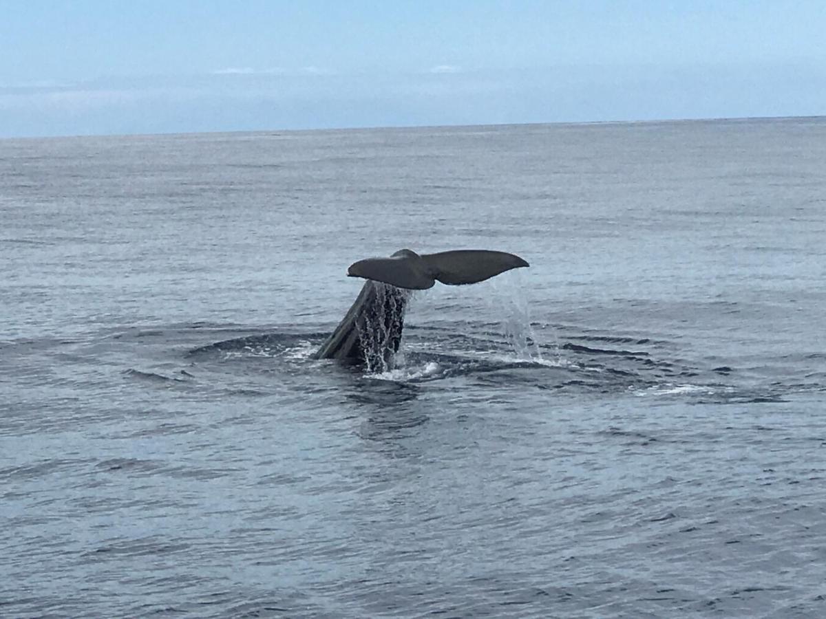 Hrlos Piratas - Ferien Haus La Palma - Good Wlan !! 4* Tijarafe